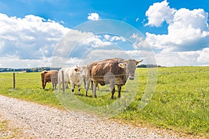 Small herd of cows with horns on a pasture in Unterallaeu, Bavaria eats grass and is fenced with barbed wire