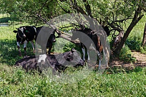 A small herd of cows in the meadow