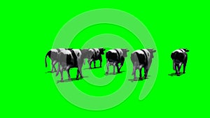 Small herd cows run away from camera - green screen