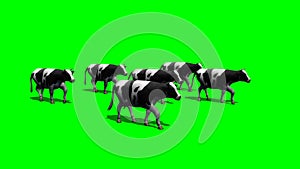 Small herd cows run - at camera passing - green screen