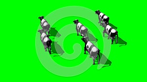 Small herd cows run - top view behind - green screen