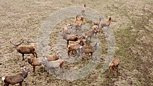 Small herd of deer grazes on field in early spring