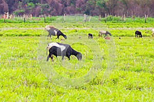 A small herd of Dorper Sheep.