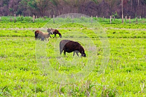 A small herd of Dorper Sheep.