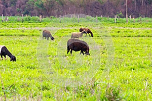 A small herd of Dorper Sheep.