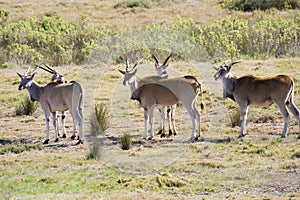 Small herd of Eland photo