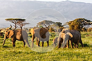 Small herd of elephants. Amboseli, Kenya