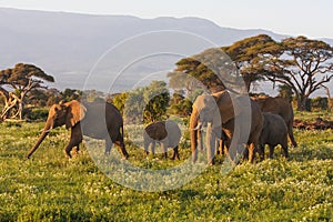 Small herd of elephants. Amboseli, Kenya