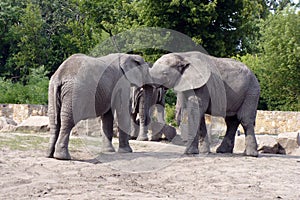 A small herd of elephants on the catwalk at the zoo