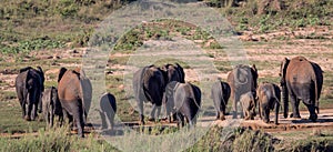 Small herd of Elephants in Kruger National Park