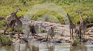 Pequeno rebano de jirafas bebiendo Agua en 