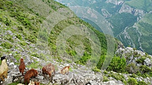A small herd of goats and bucks grazes on the picturesque mountain slopes.