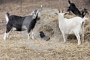 Small herd of goats of various size and color eating from hay bale in pasture.