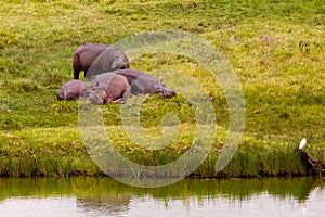 small herd of hippos resting on the grass near a lake in the Arusha