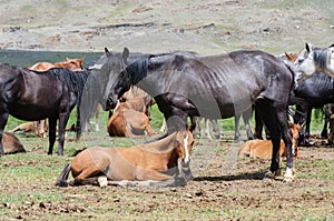 A small herd of horses in corral