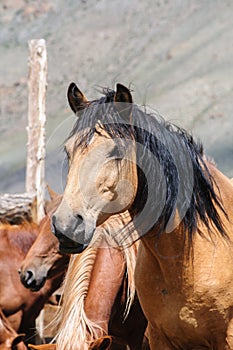 A small herd of horses in corral