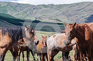 A small herd of horses in corral