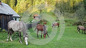 A small herd of horses grazing at the village house in the countryside. Young foal funny spread his paws to the side