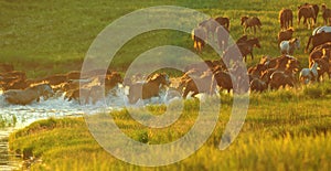 A small herd of horses runs out of the lake onto the hillside at sunset