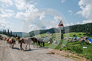 Small herd of horses walking on a gravel road, pasturing on the side of it