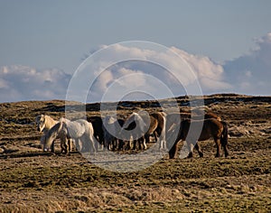 Small herd with Icelandic horses in a pasture