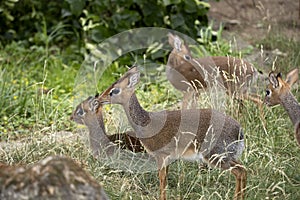 Small herd of Kirk`s` Dikdik, Madoqua Kirkii, hiding in tall grass