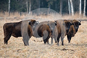 A small herd of large brown bison with big horns standing on the field in the background of the forest