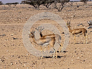 Small herd of Mounitain Gazelle, Gazella Gazella Cora, Al Wusta Wildlife Reserve, Oman