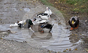 A small herd of musky ducks