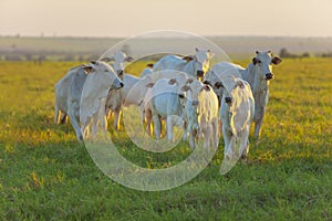 Small herd of Nelore cattle in the late afternoon, cows and calves photo