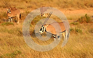 A small herd of oryx in masai mara