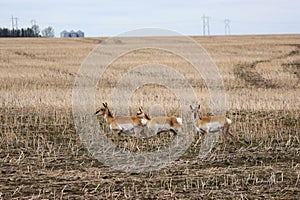 Small herd Pronghorn Antelope Saskatchewan