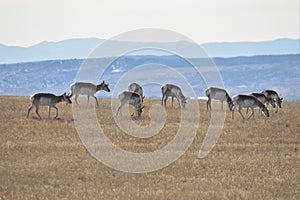 Herd of Pronghorn Antelope grazing on a ridge with mountains in the background