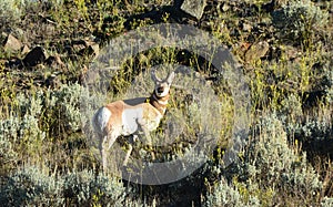 Small Herd of Pronghorns on a field