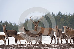 Small Herd Of Reindeer Red Deer On The Move And One Adult Buck With Large Antlers Standing Still And Looking At You. Adult Red D