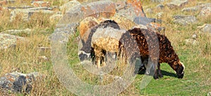 The small herd of sheep graze among the medieval khachkars