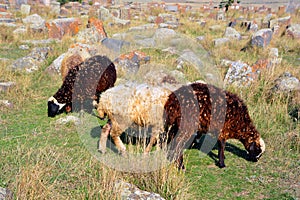 The small herd of sheep graze among the medieval khachkars