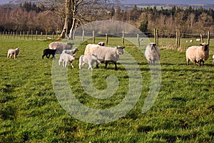 Small herd of sheep and lambs