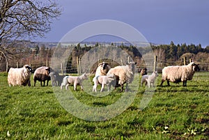 Small herd of sheep and lambs