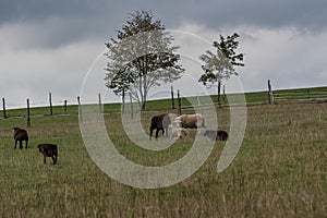 A small herd of sheep in a meadow at a tree