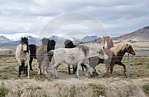 The Small Herd of Islandic Ponnies Standing behind the Fence on Meadow under Mountains.