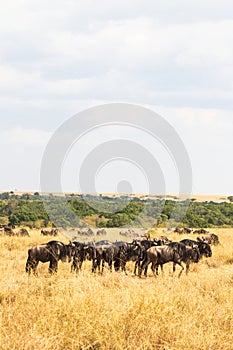 A small herd of ungulates in the savannah. Masai Mara, Kenya