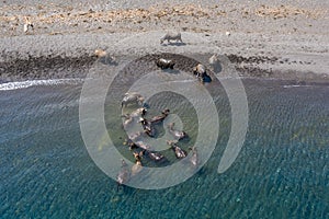 Aerial View of Water Buffalo on Black Sand Beach photo