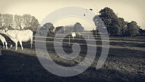 A small herd of white cows, bulls and calves in a graze, in the late afternoon. Old, yellowed black and white used footage.