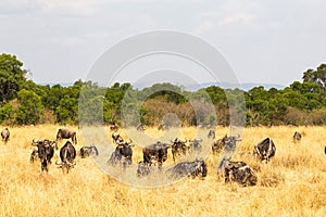 A small herd of wild antelopes in the savannah. Masai Mara, Kenya