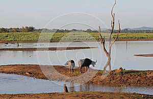 Small herd of wild buffalo resting in water