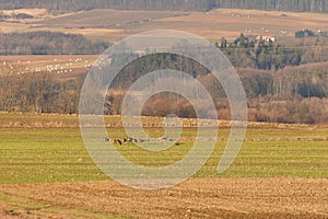 A small herd of wild deer graze on a green hill