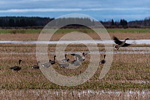 A small herd of wild ducks migrating to lay down and find food