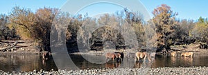 Small herd of wild horses feeding in the Salt River near Mesa Arizona USA