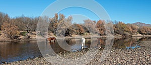 Small herd of wild horses feeding in the Salt River near Mesa Arizona USA